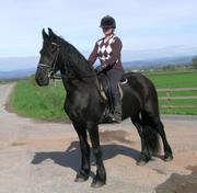 Gorgeous Friesian horse for good home